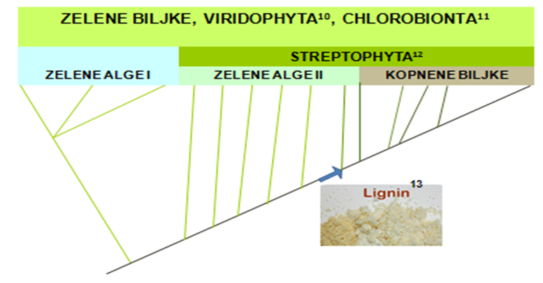 Sl. 1. Shematski14 prikaz razvoja monofiletske skupine zelene biljke