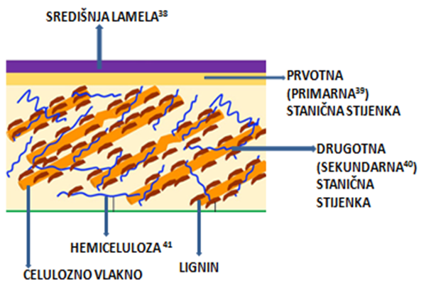 Sl. 3. Shematski prikaz građe lignizirane stanične stijenke