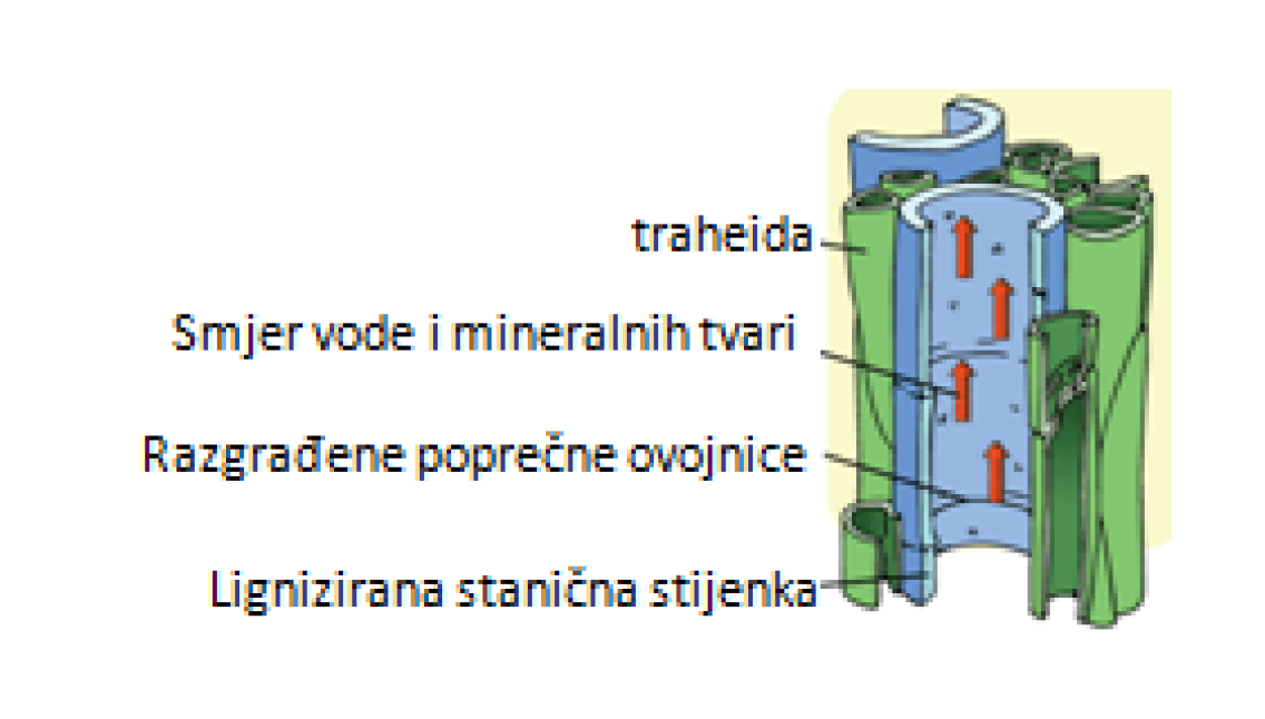 Sl. 12. Građa ksilemskih elemenata