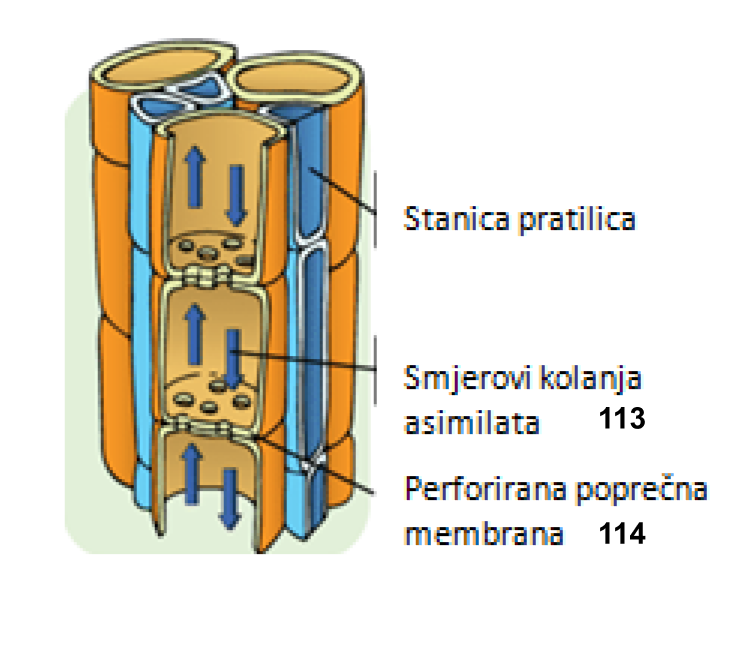 Sl. 13. Građa floemskih elemenata