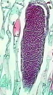 Sl.16. Anteridij