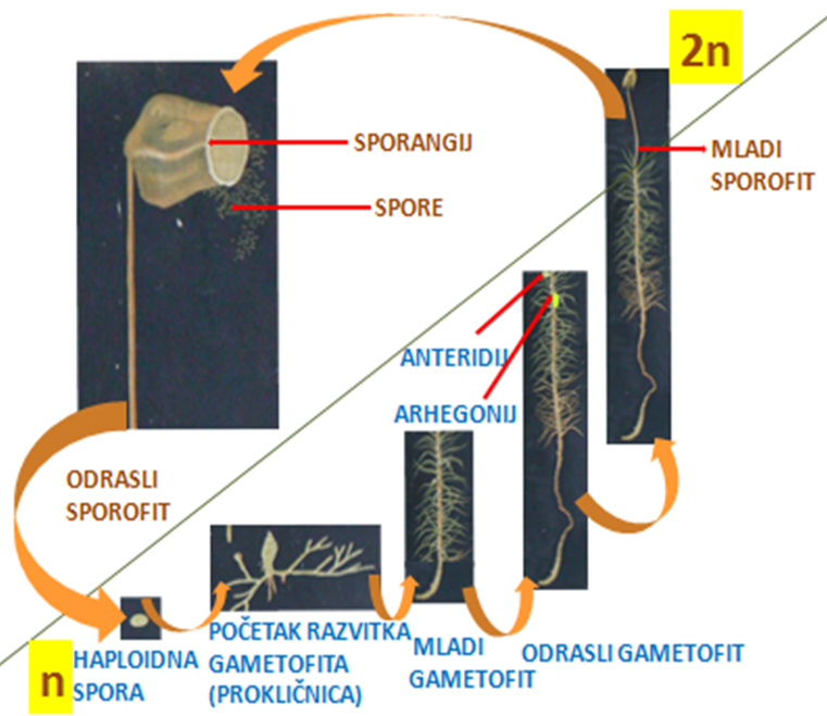 Sl.19. Ciklus razvitka prave mahovine