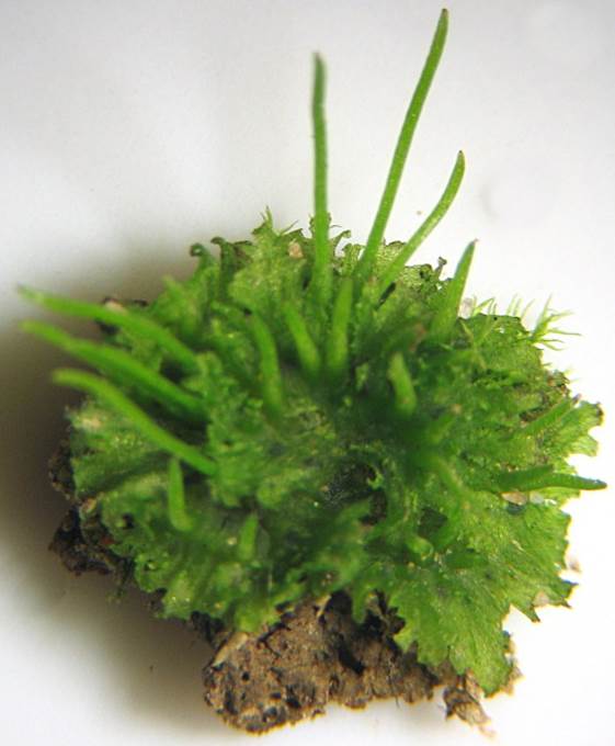 Sl. 20. Rožnjače (Anthocerotidae)