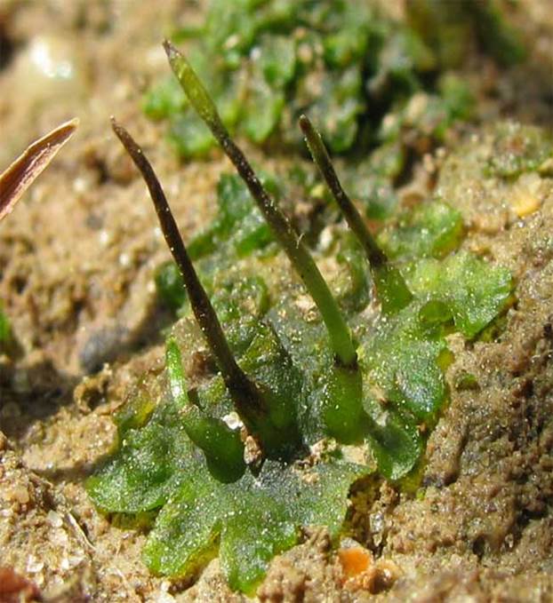 Sl. 20. Rožnjače (Anthocerotidae)