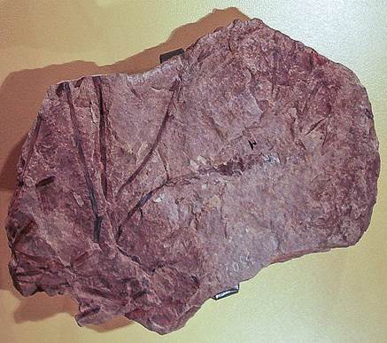 Sl. 24. Prikaz građe tijela predstavnika skupine Zosterophyllophyta prema okamini