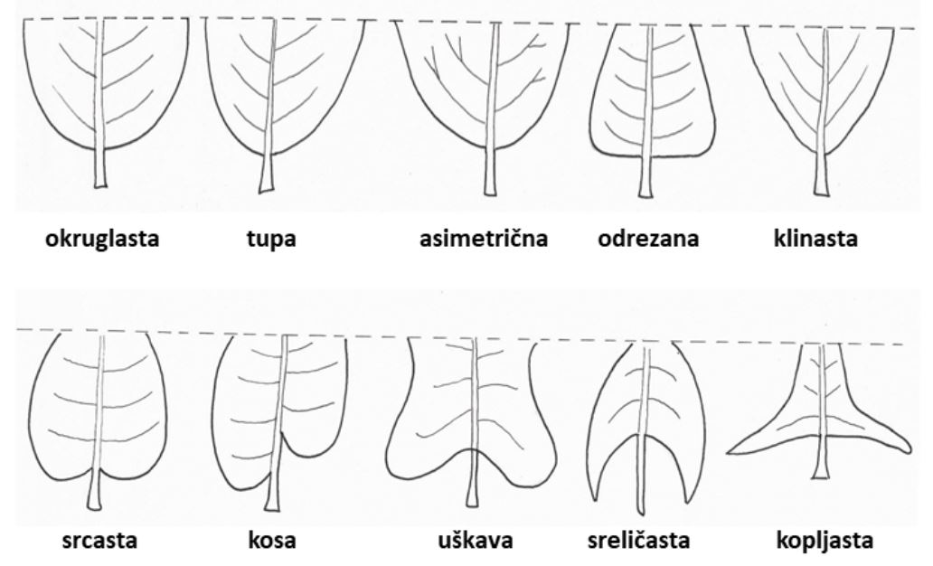 Sl. 33. Oblici osnove (baze) plojke