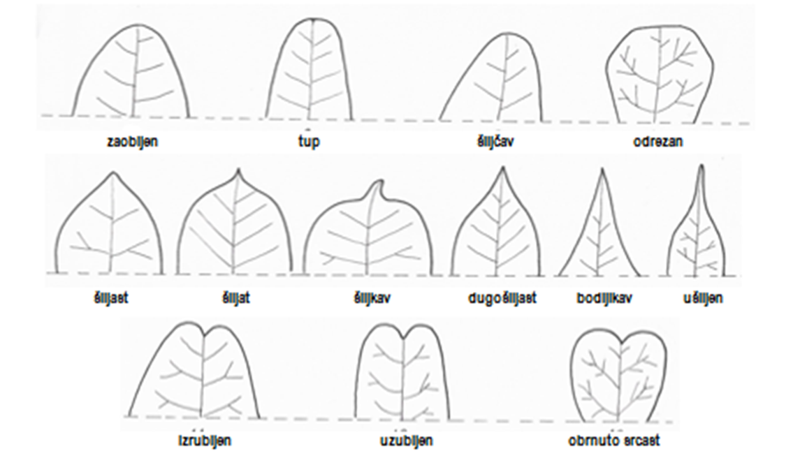 Sl. 38. Oblici vrhova plojke