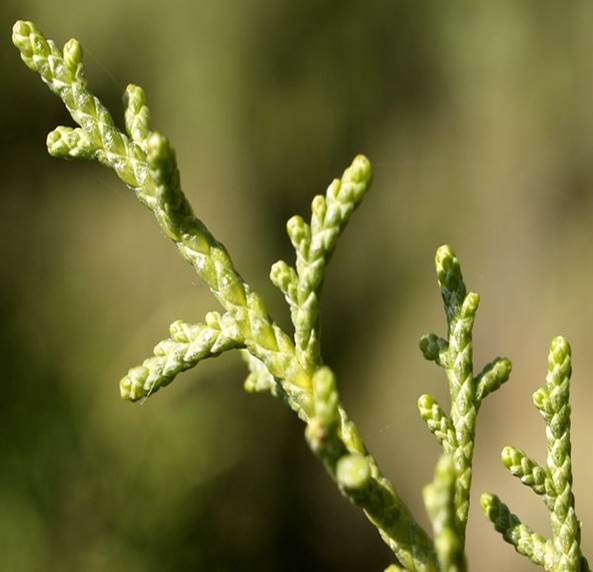 Sl. 43. Crepasti listovi (Juniperus sp.)