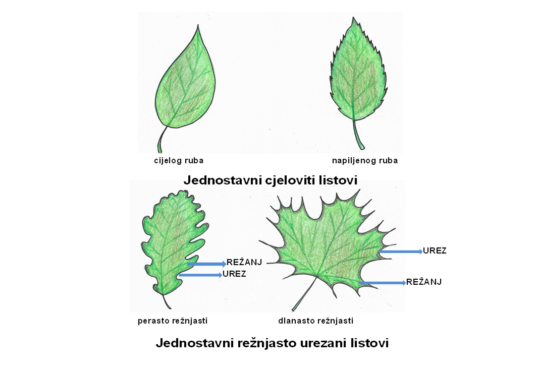 Sl. 45. Jednostavni listovi