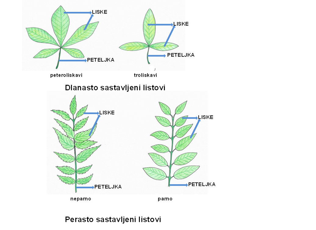 Sl. 47. Sastavljeni listovi