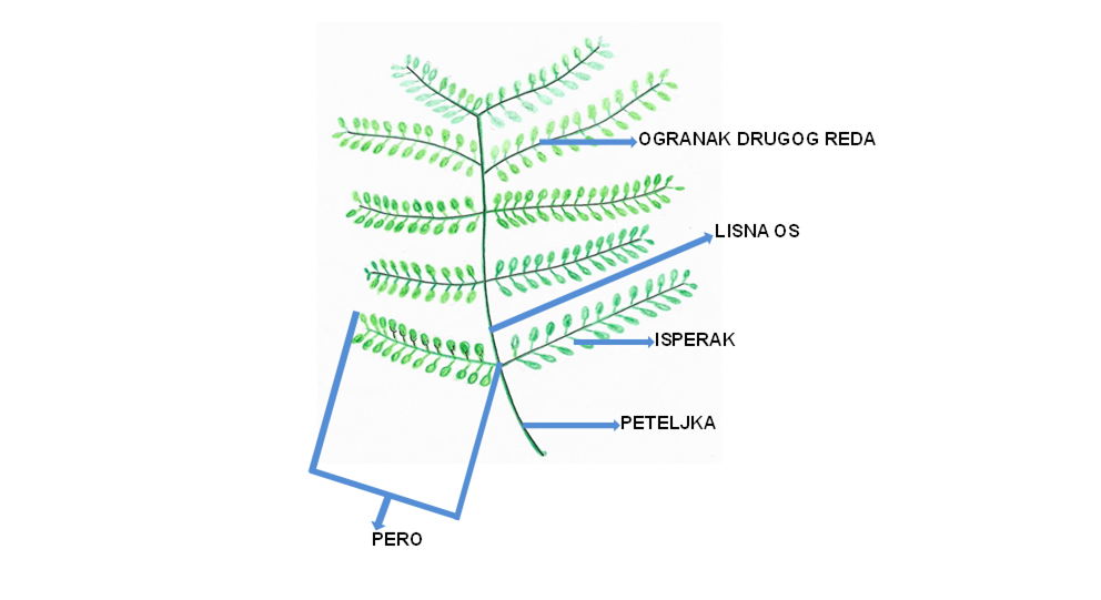 Sl. 48. Dvostruko perasto sastavljeni list