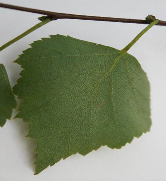 Sl. 50. Jednostavni cjeloviti list (napiljenog ruba)