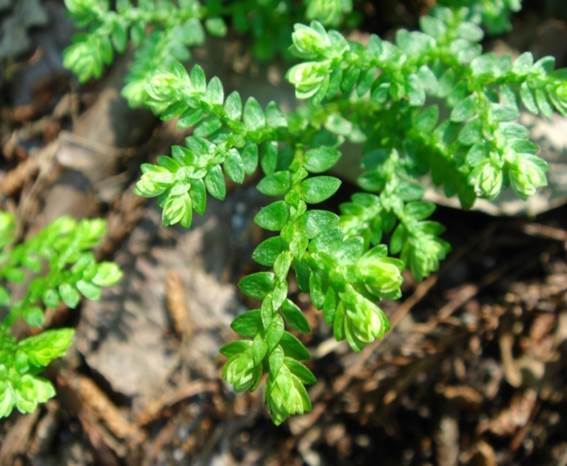 Sl. 63. Selaginela (anizofilija)
