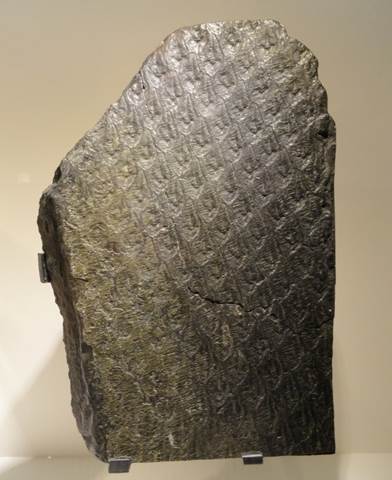 Sl. 68. Karbonizirani183 ostatak tijela vrste iz reda Lepidodendrales