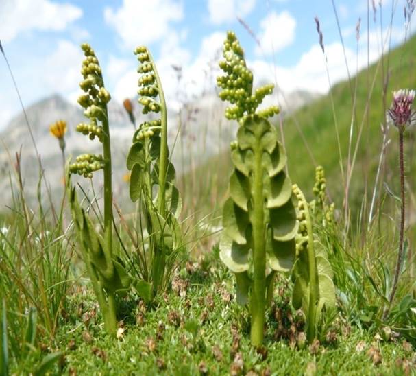 Sl. 70. Vrsta iz roda mjesečinac (Botrychium sp.)