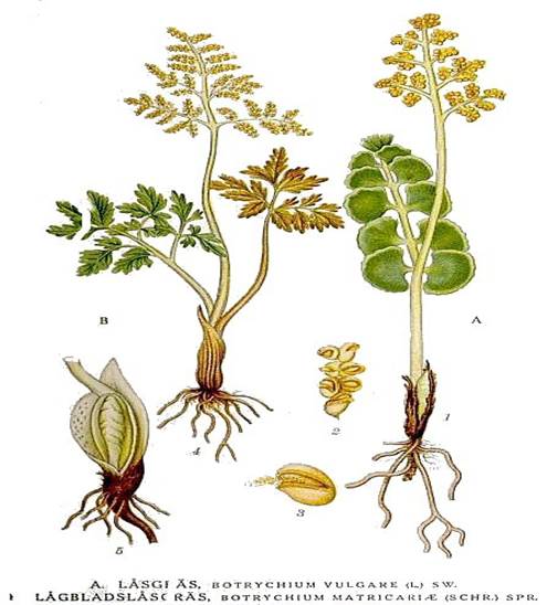 Sl. 71. Dvije vrste roda Botrychium