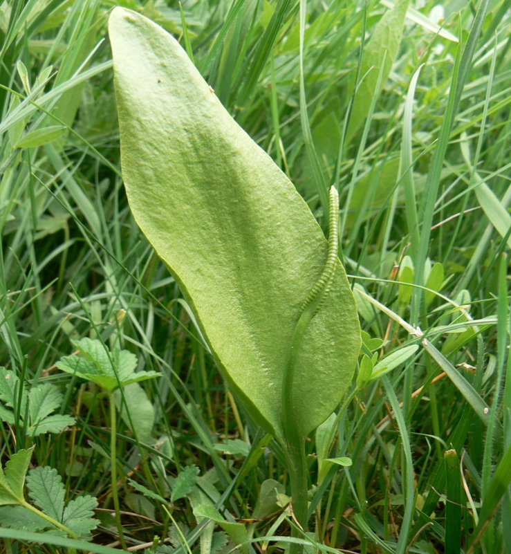 Sl. 72. Jednolist (Ophyoglossum sp.)