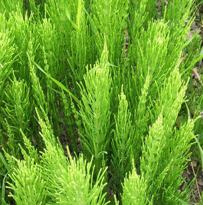 Sl. 73. Sterilni razgranati ogranaci preslice
