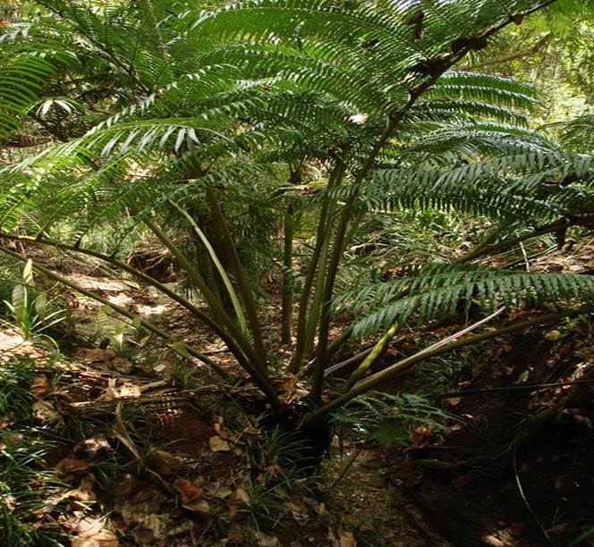 Sl. 75.Maratida iz roda Angiopteris