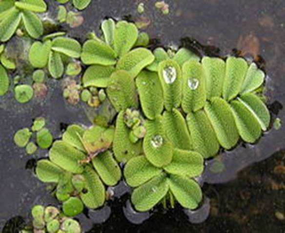 Sl. 77. Vodena paprat iz roda Salvinia