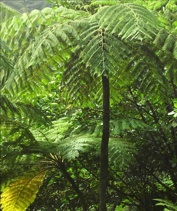 Sl. 78. Vrsta „drvenaste paprati“ iz roda Cyathea