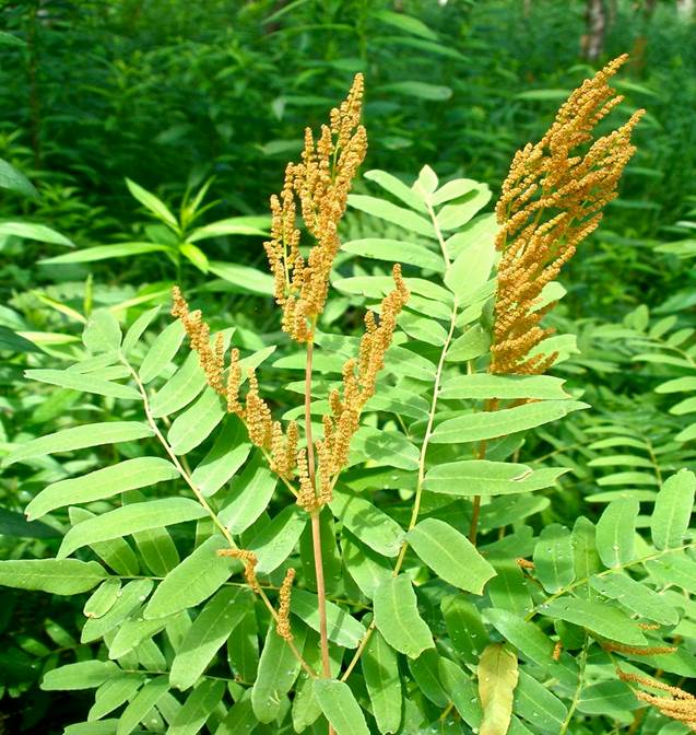 Sl. 79. Kraljevski pujanik (Osmunda regalis L.)