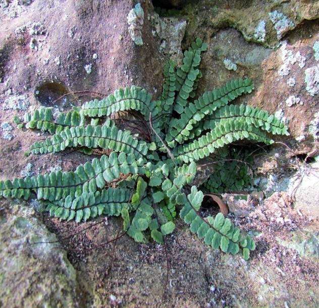 Sl. 80. Slezenica (Asplenium sp.)