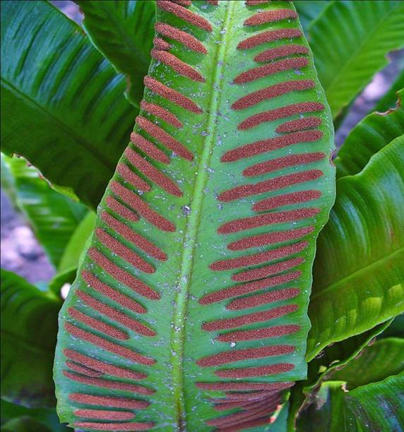 Sl. 81. Jelenak (Asplenium scolopendrium L.)