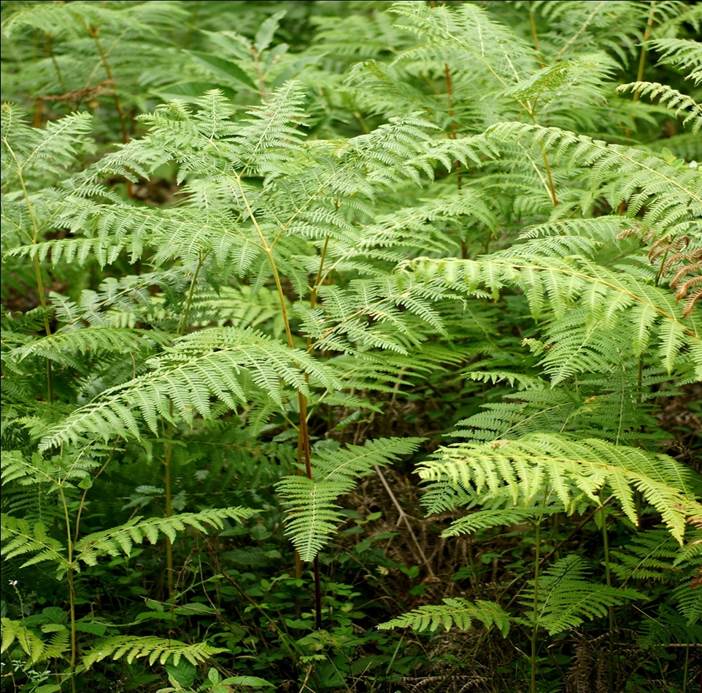 Sl. 82. Bujad (Pteridium aquilinium L.)