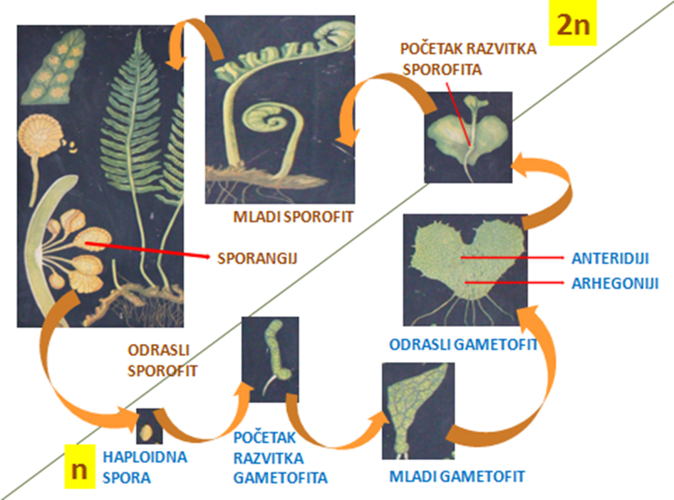 Sl. 83. Ciklus razvitka paprati