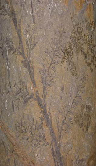 Sl. 84. Okamina listova vrste roda Archeopteris i prikaz izgleda stabla