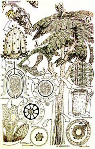 Sl. 85. Prikaz morfologije i anatomije tijela pteridospermi