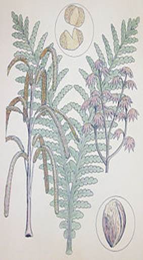 Sl. 85. Prikaz morfologije i anatomije tijela pteridospermi