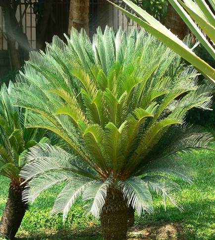 Sl. 91. Cycas sp.