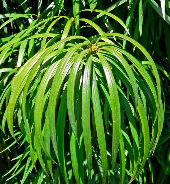 Sl. 96. Vrsta iz roda Podocarpus