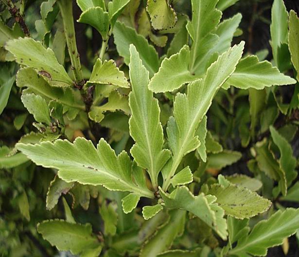 Sl. 97. Vrsta iz roda Phyllocladus