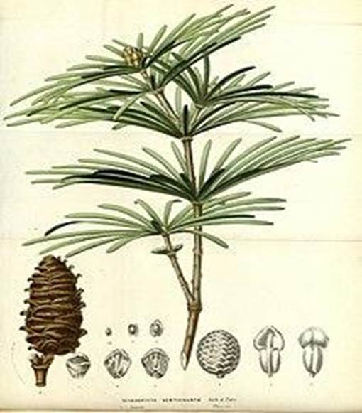 Sl. 99.Sciadopytis verticillata Sieb et Zucc., jedini predstavnik porodice pršljenovki