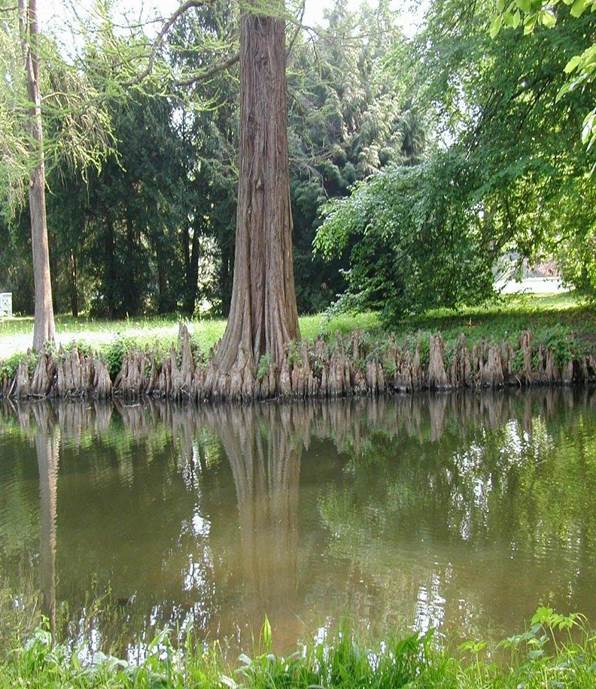 Sl. 100.Taxodium distichum (L.) Rich. (močvarni čempres)