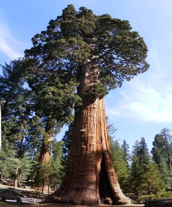 Sl. 101. Sequoiadendron giganteum (Lindl.) J. Buchh. (golemi mamutovac)