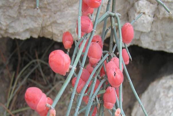 Sl. 102. Ephedra fragilis Desf. ssp. campylopoda (C. A. Mayer) Asch. et Graeb.