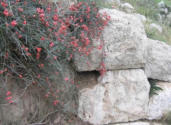 Sl. 102. Ephedra fragilis Desf. ssp. campylopoda (C. A. Mayer) Asch. et Graeb.