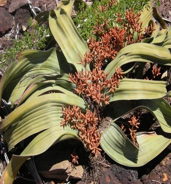 Sl. 103. Welwitschia mirabilis Hook.