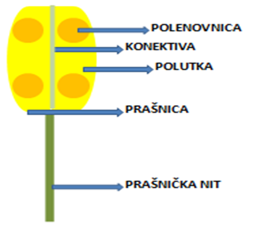 Sl. 112. Građa prašnika