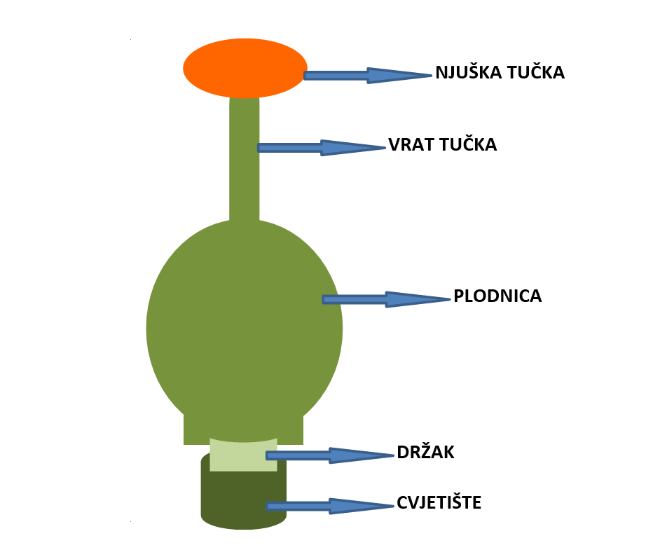 Sl. 117. Shematski prikaz građe tučka