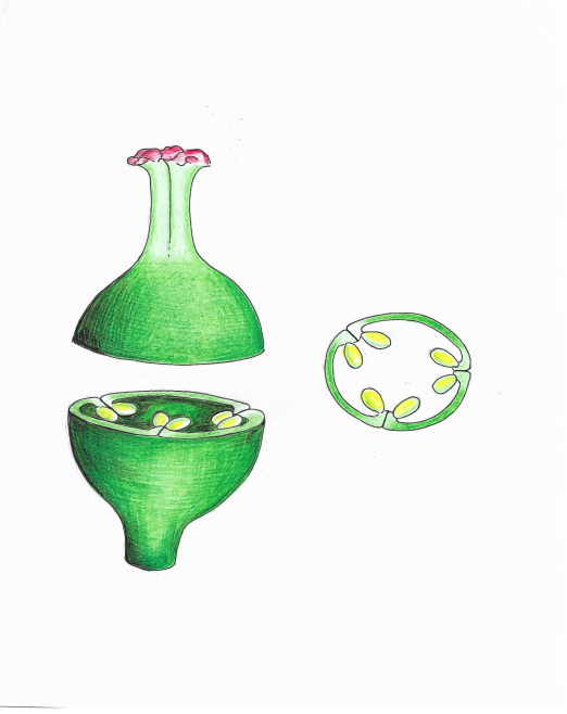 Sl. 128. Parijetalna aseptatna placentacija