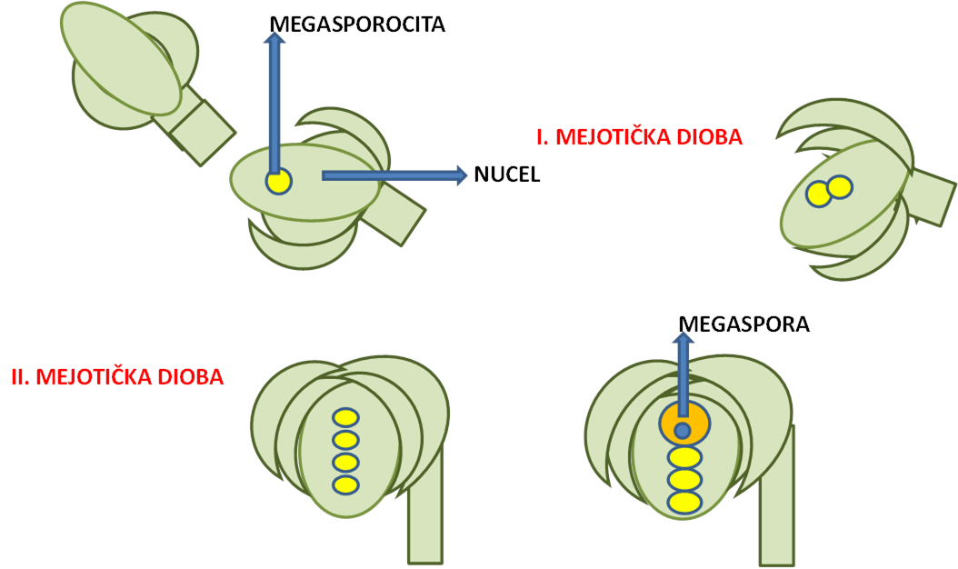 Sl. 133. Shematski prikaz razvitka megaspore iz megasporocite