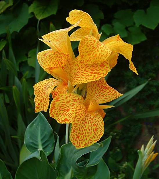 Sl. 138. Asimatričan cvijet (Canna sp.)