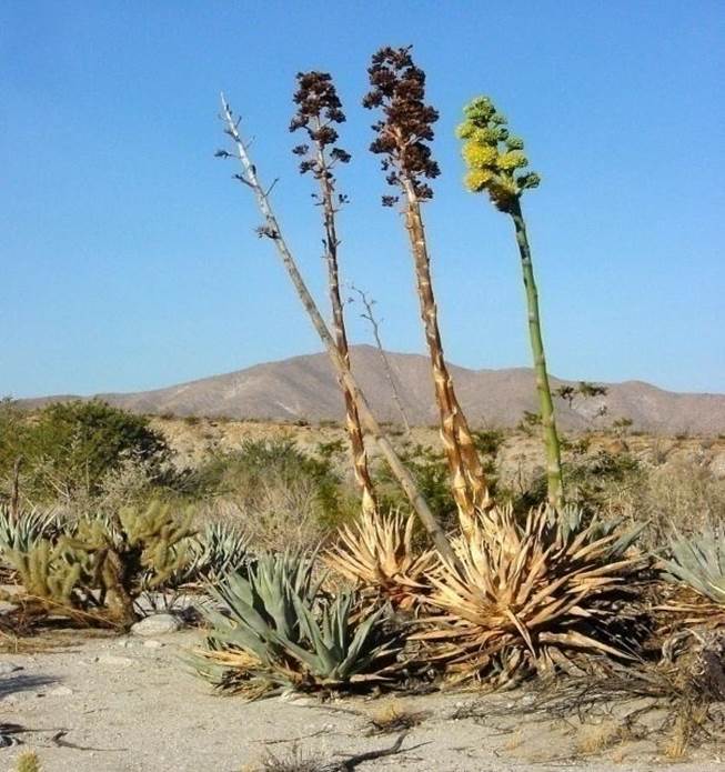 Sl. 140. Batvo agave s cvatom na vrhu