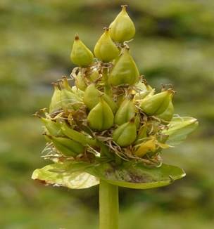 SEPTICIDNI TOBOLAC