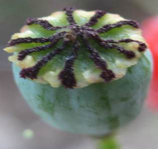 PORICIDNI TOBOLAC